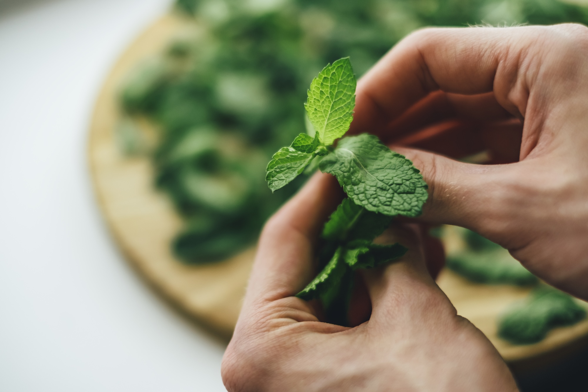 Fresh green mint sprigs closeup in male hands. Peeling mint, preparing for drying to brew healthy tea.